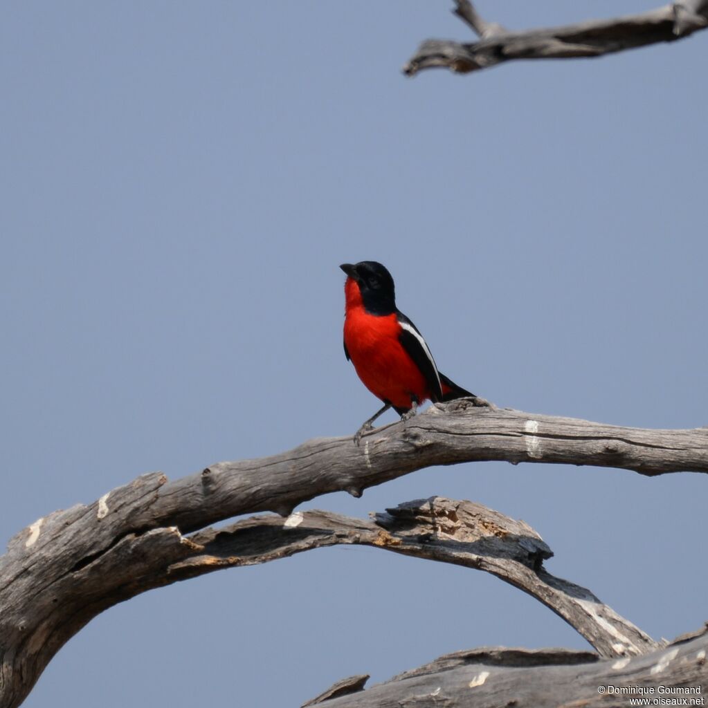 Gonolek rouge et noir