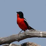 Crimson-breasted Shrike