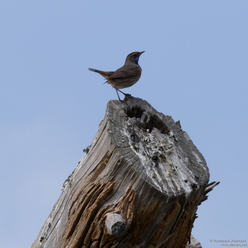 Bluethroat male