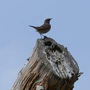 Bluethroat