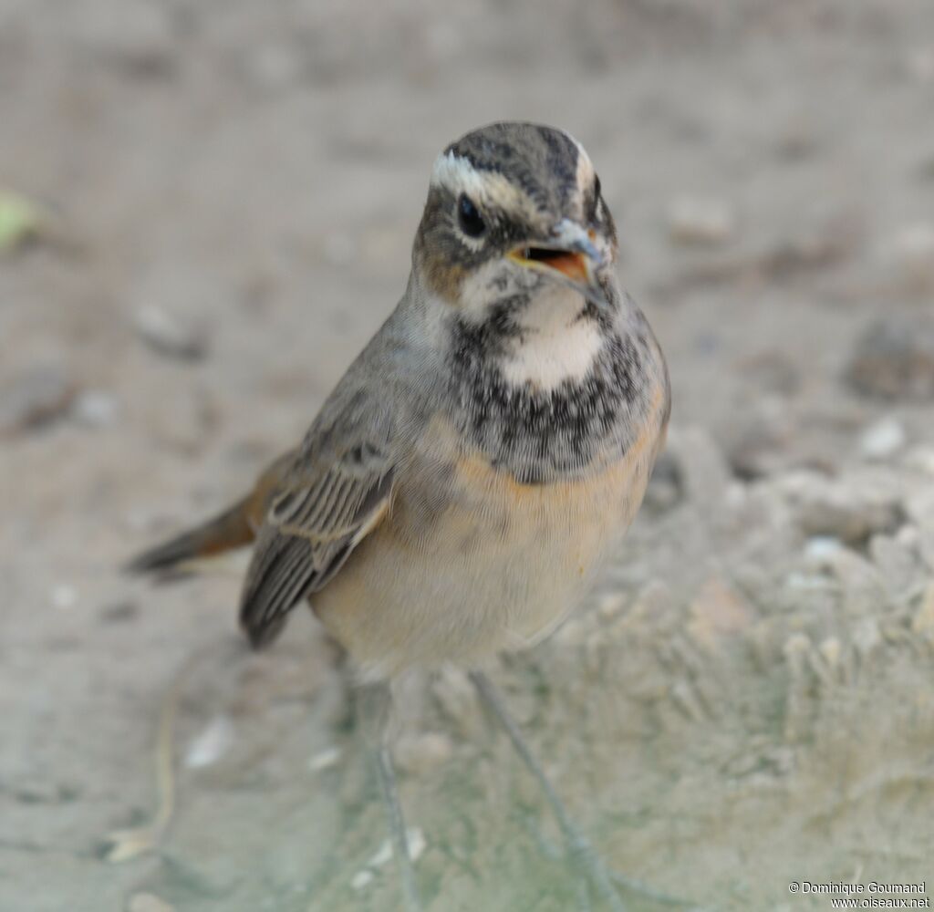 Bluethroat female