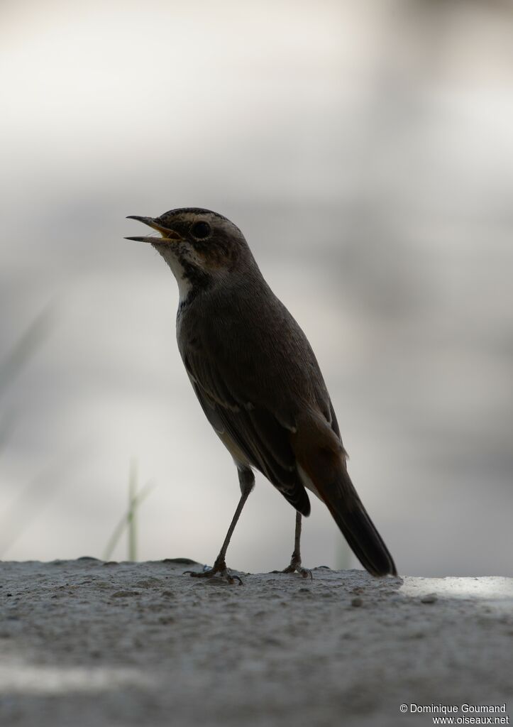 Bluethroat female