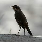 Bluethroat