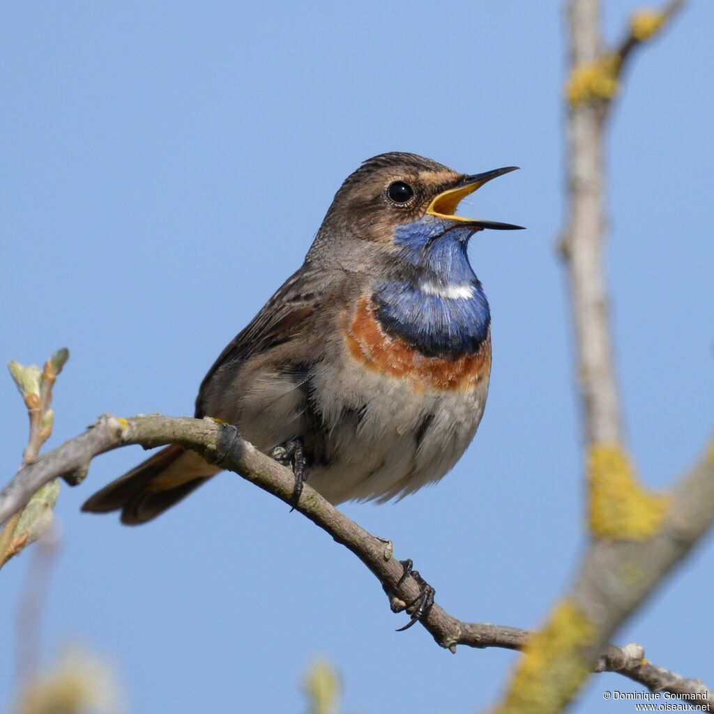 Bluethroat male adult