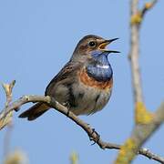 Bluethroat