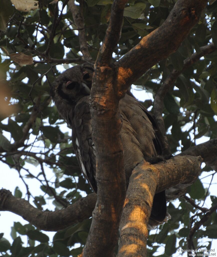 Verreaux's Eagle-Owl