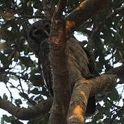 Verreaux's Eagle-Owl