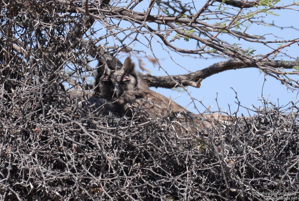 Verreaux's Eagle-Owl