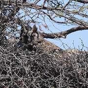 Verreaux's Eagle-Owl