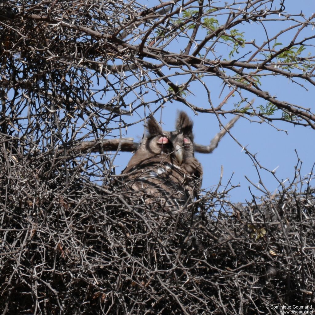 Verreaux's Eagle-Owl