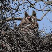 Verreaux's Eagle-Owl