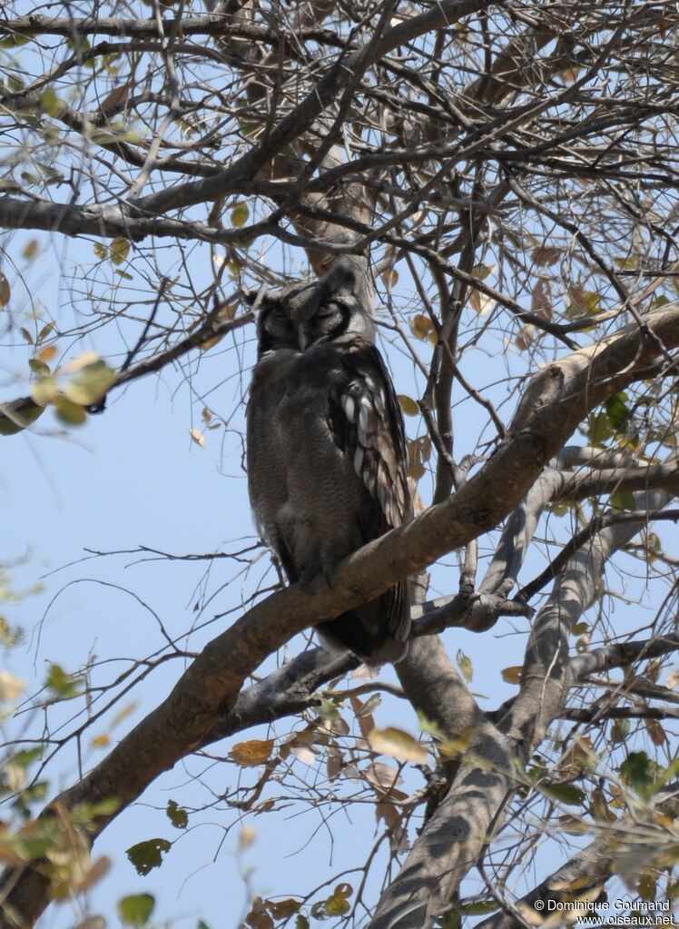 Verreaux's Eagle-Owl