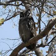 Verreaux's Eagle-Owl