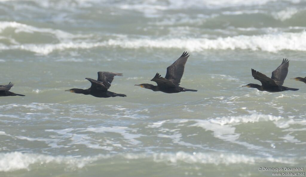 Great Cormorant