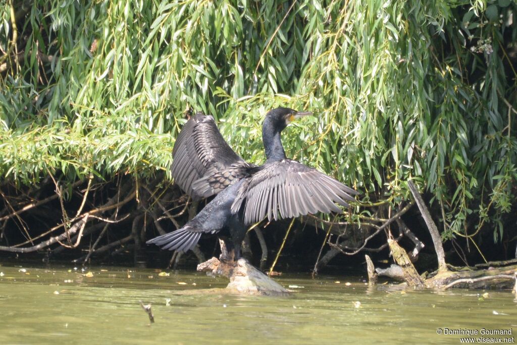 Great Cormorant