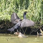 Great Cormorant