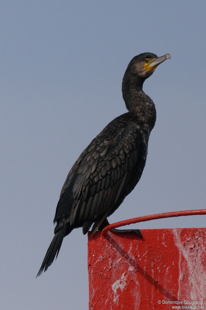 Grand Cormoranadulte internuptial