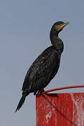 Great Cormorant