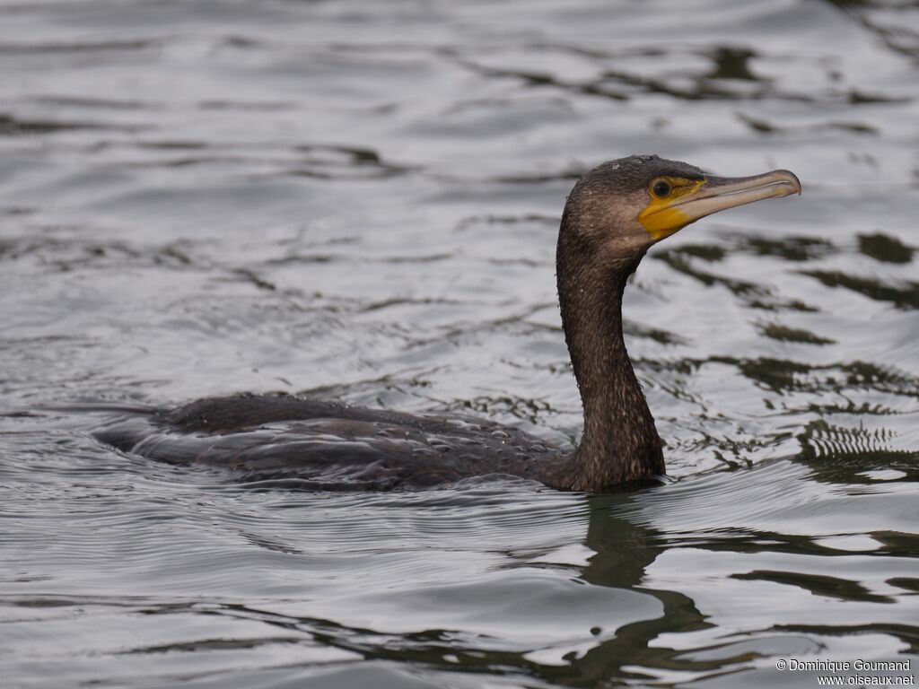 Grand Cormoranadulte