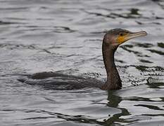 Great Cormorant