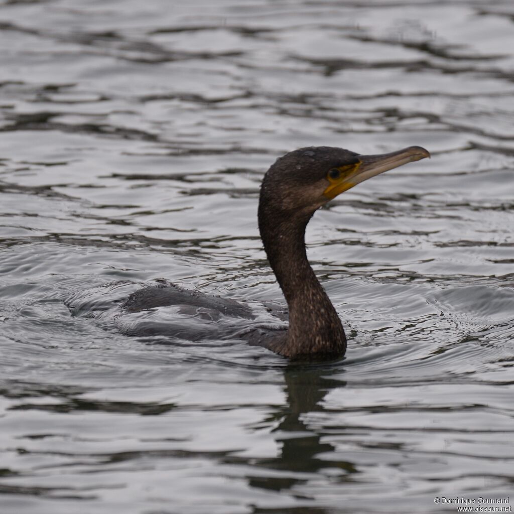 Grand Cormoranadulte