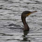 Great Cormorant