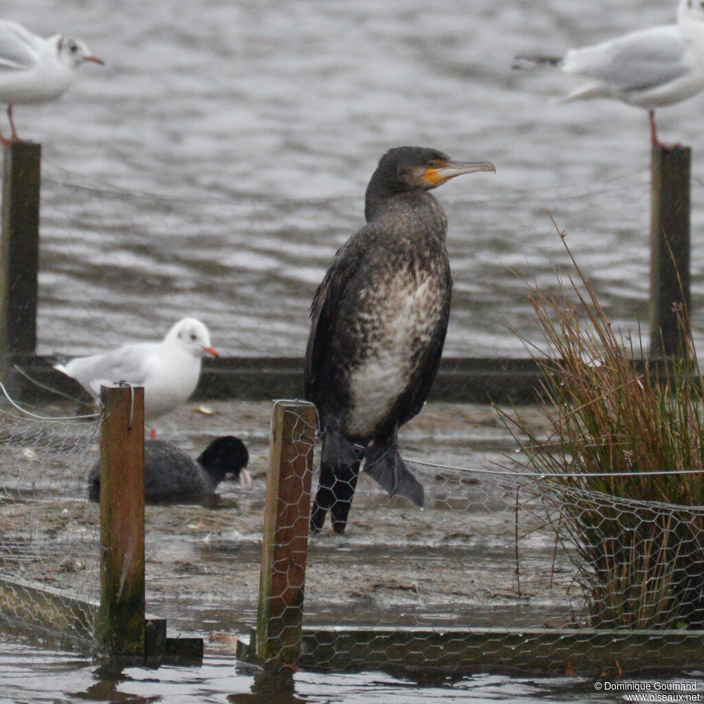 Great Cormorant