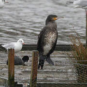 Great Cormorant