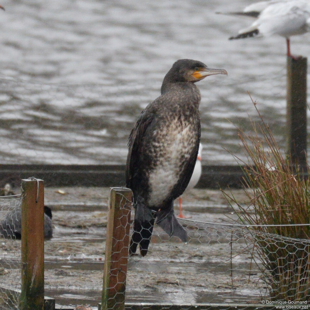 Great Cormorant