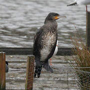 Great Cormorant