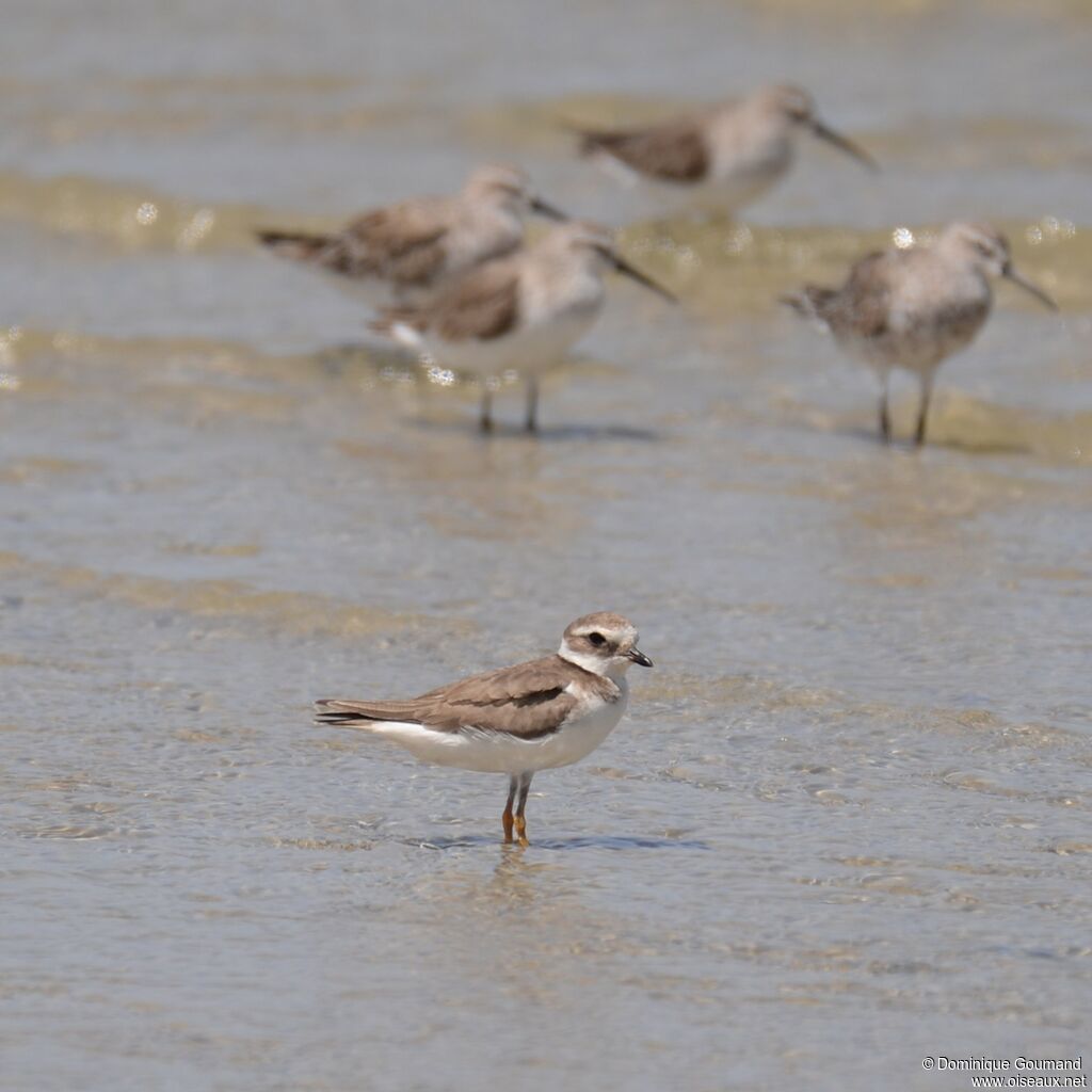 Common Ringed Plover