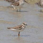 Common Ringed Plover