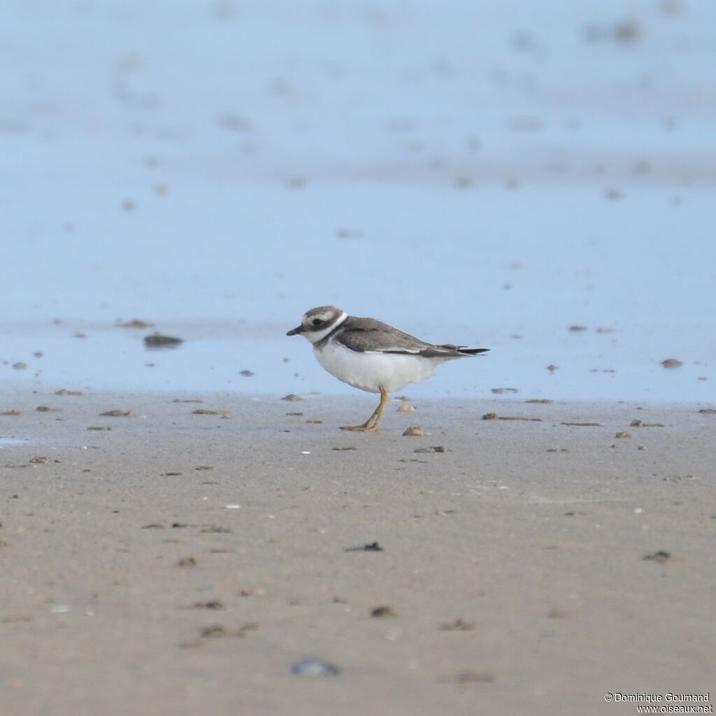 Common Ringed Ploverjuvenile