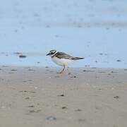 Common Ringed Plover