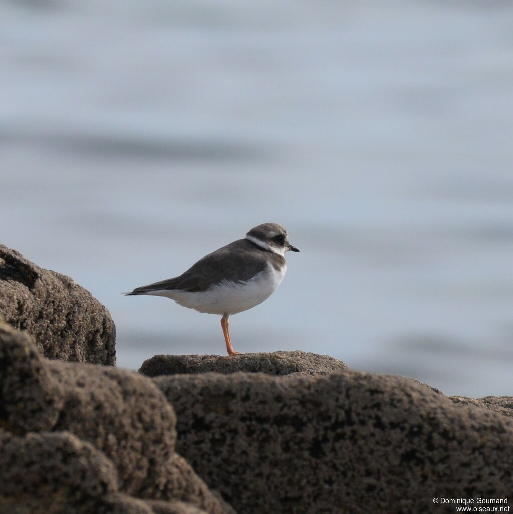 Common Ringed Ploveradult