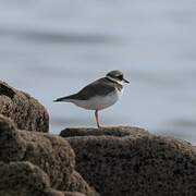 Common Ringed Plover