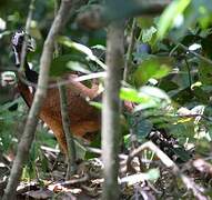 Great Curassow