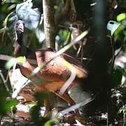 Great Curassow