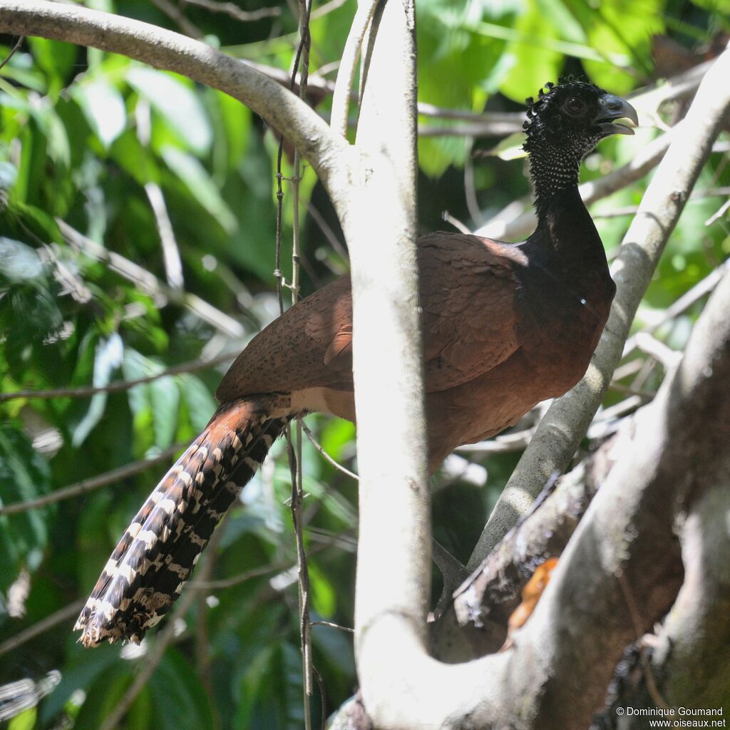 Great Curassow female adult