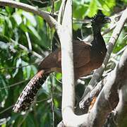 Great Curassow