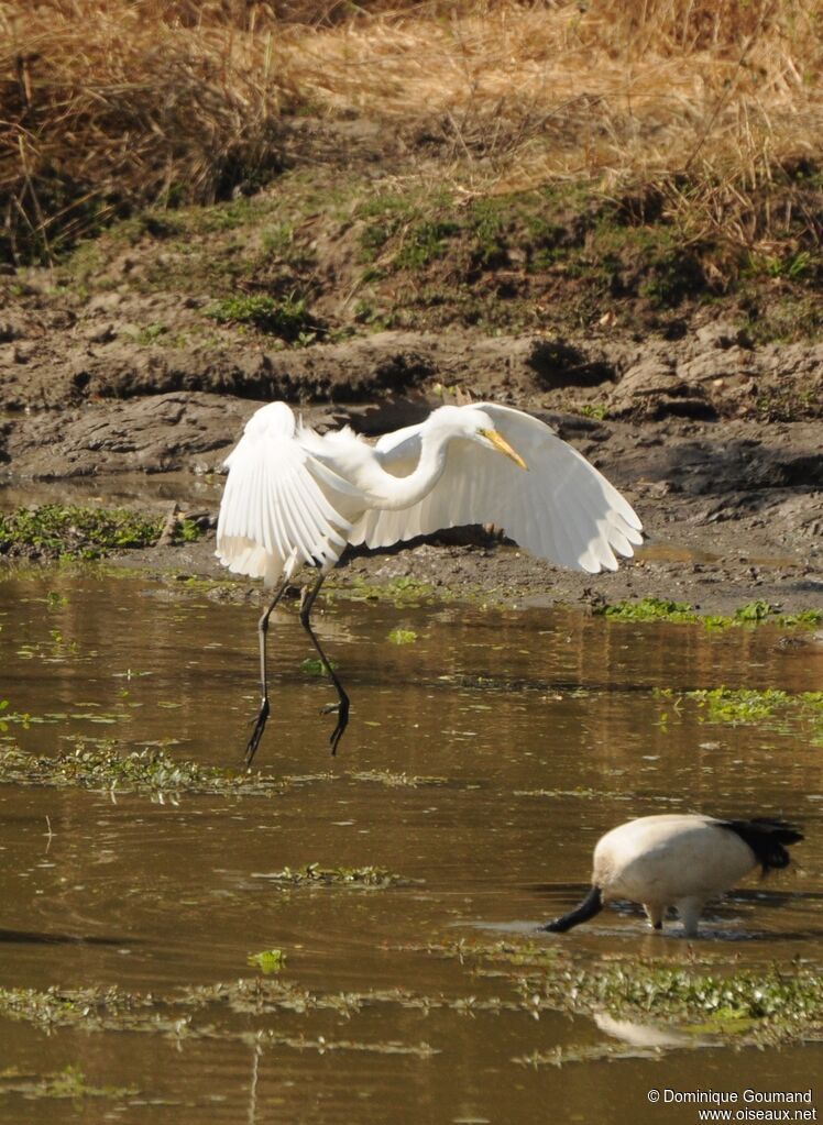 Great Egret