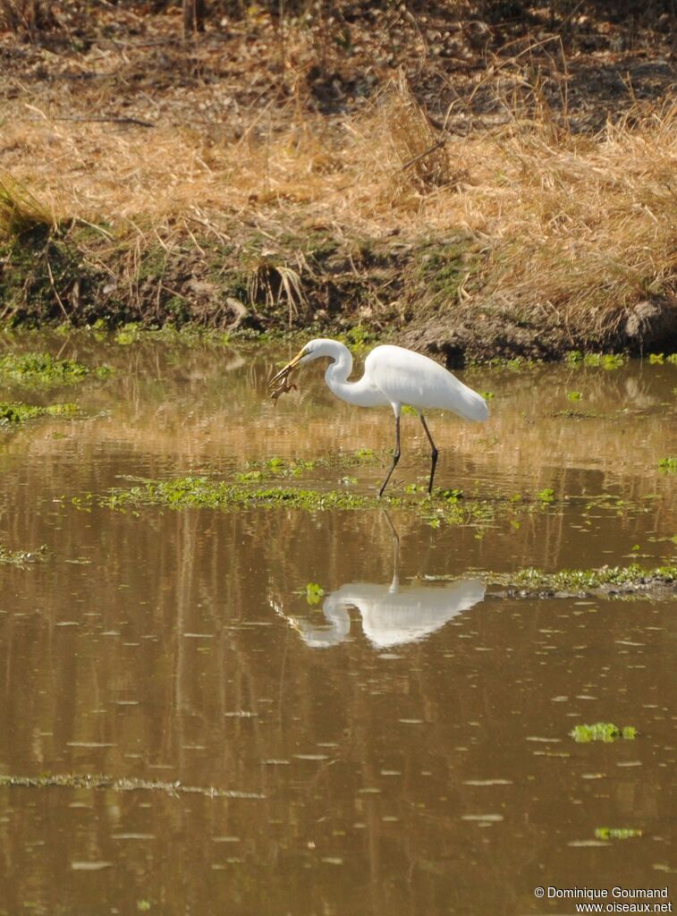 Grande Aigrette