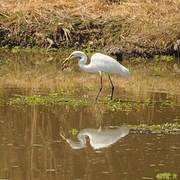 Great Egret