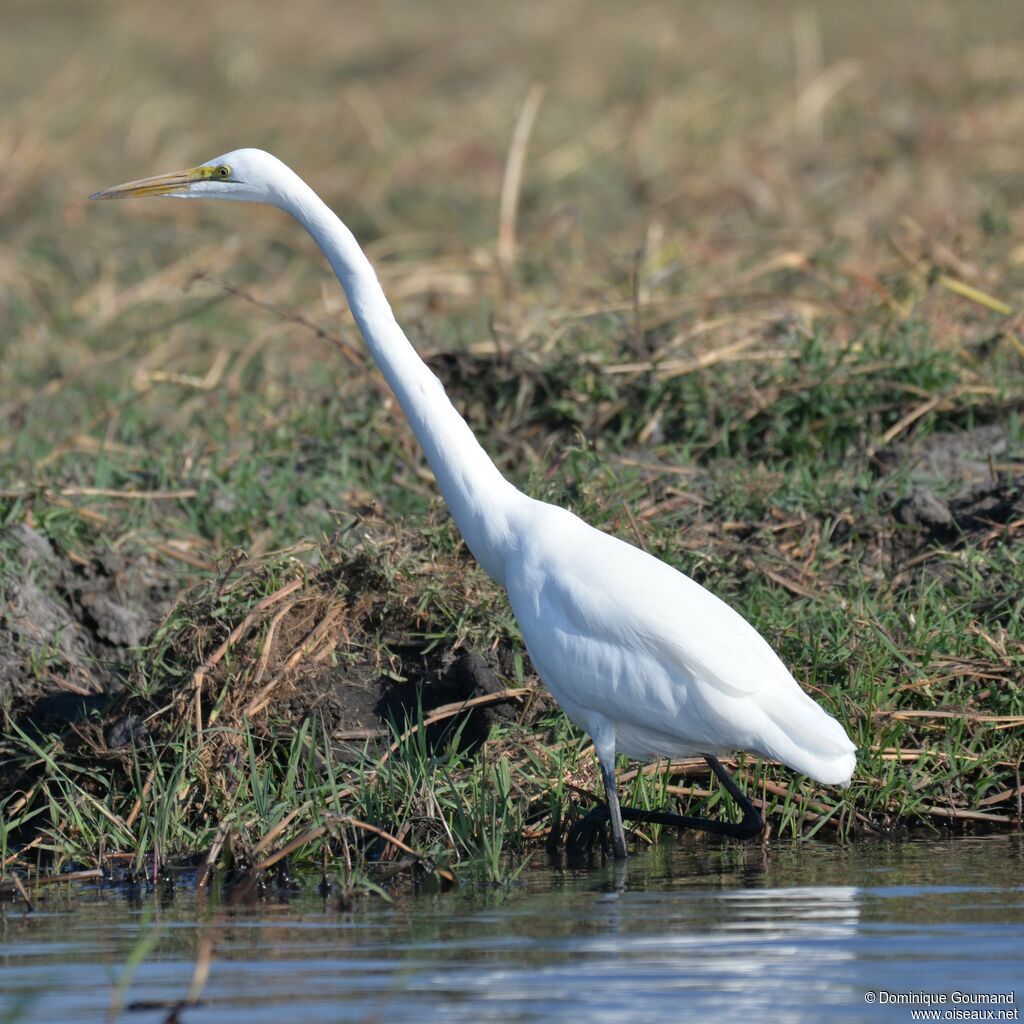 Grande Aigrette