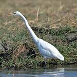 Grande Aigrette