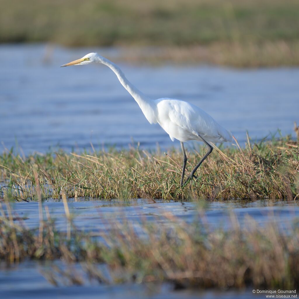 Grande Aigrette