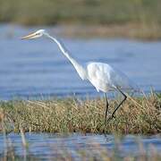 Grande Aigrette