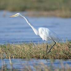 Grande Aigrette