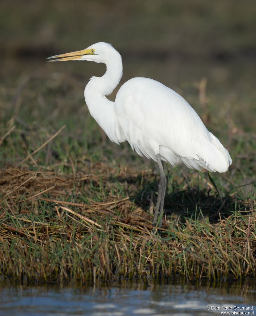 Grande Aigrette