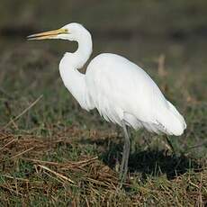 Grande Aigrette